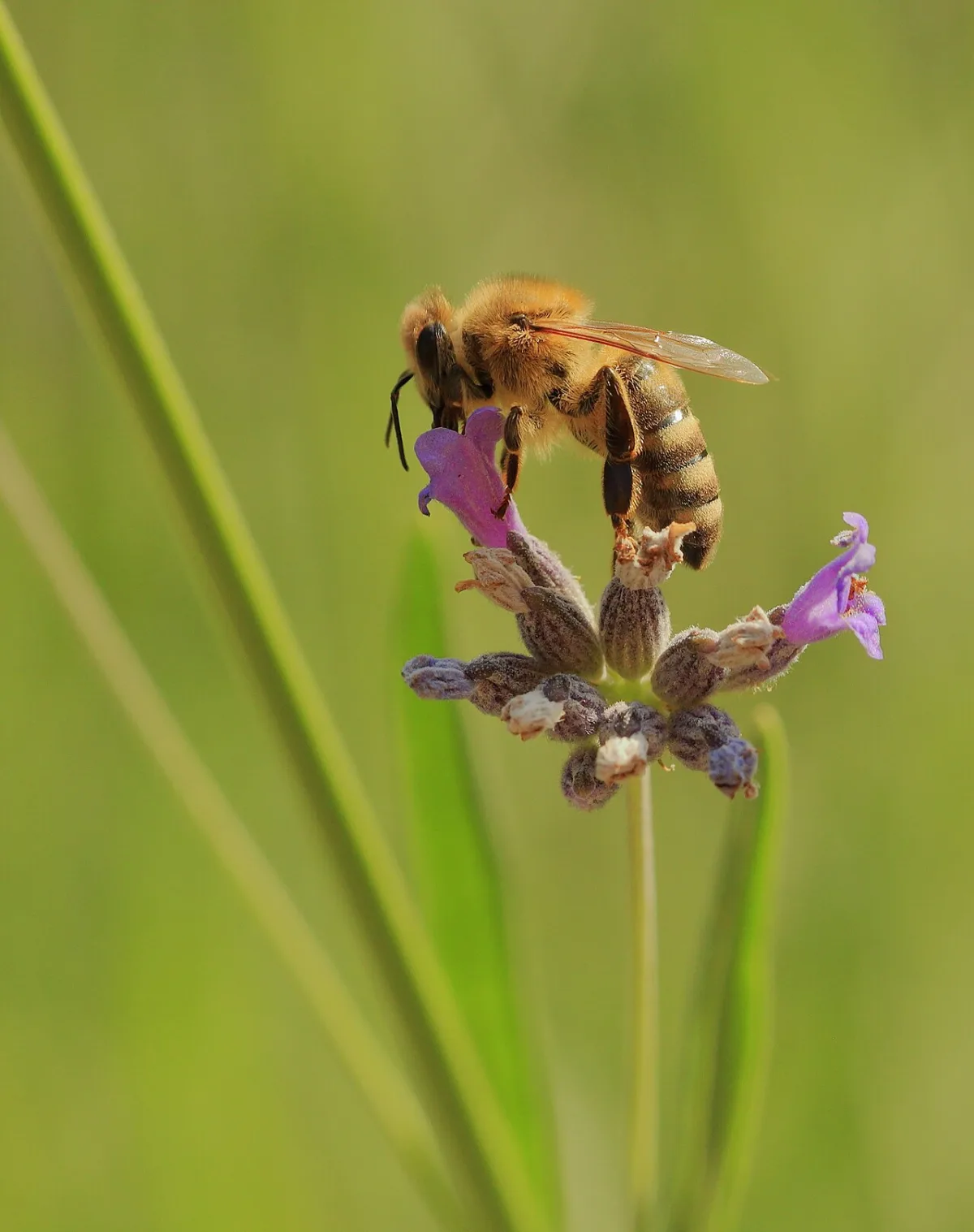 Een tuin waar bijen en vlinders op afkomen