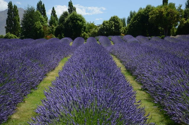 Hoe groei je het best zelf lavendel?